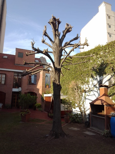 Imagen 2 de 10 de Poda De Arboles, Limpieza De Maleza Y Terrenos