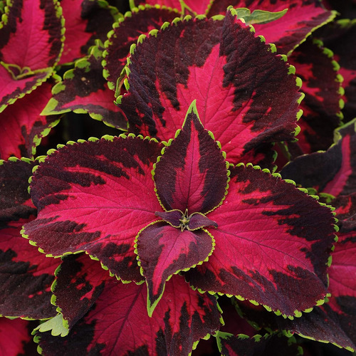Semillas De Coleus De Cereza Y Chocolate, 10 Unidades