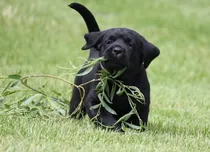 Comprar Cachorros Labrador Negro Acercate, No Podes? Te Enviamos