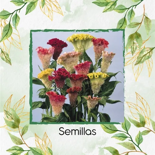 50 Semillas Orgánicas De Flor Terciopelo
