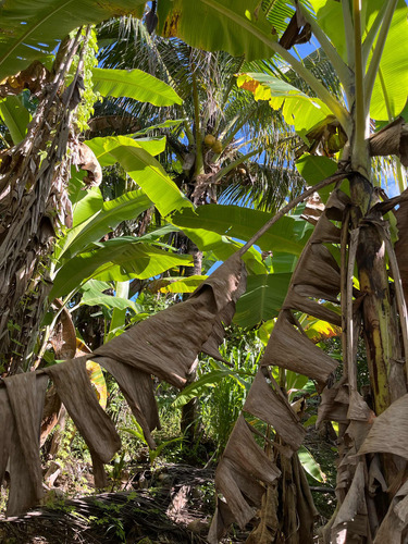 Chacara Boquim Sergipe Povoado Ceu Frutas Variadas