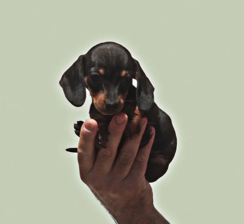 Imagen 3 de 3 de Cachorros Salchicha Teckel 200por Cada Perrito