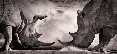 Rinocerontes De Frente 60x140cm Cuadro Canvas Decorativo