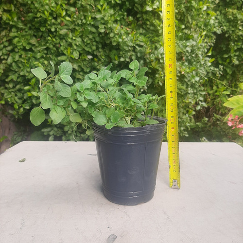 Imagen 3 de 6 de Planta De Orégano Aromatica Moron Raices Arcoiris