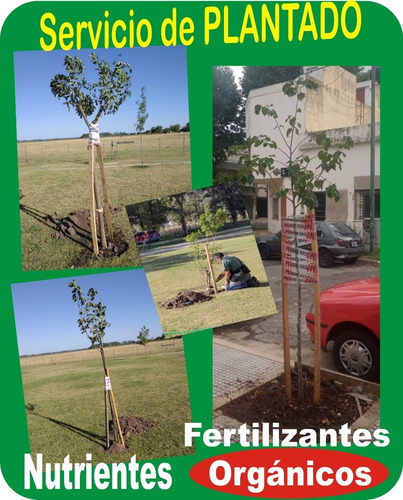 Imagen 9 de 9 de Fenix Roebelenii Grande - Hermosa-e.gratis A Cabaygba