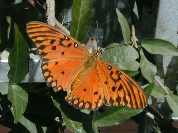 Combo De Plantas Para Atraer Mariposas Y Colibríes Al Jardín