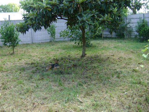 Imagen 5 de 9 de Terreno Venta 20x30 Mts - 600 Mts 2 Totales - Barrio Gambier