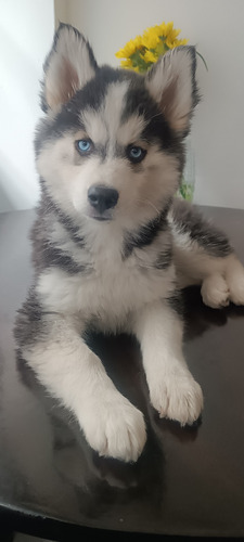 Perro Husky Siberiano Manto Rojo, Negro, Gris Pelo Largo 