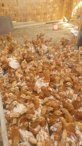 Gallinas Ponedoras Hy Line