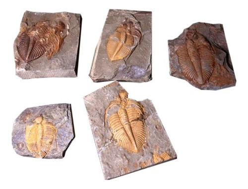 Espécime De Ciência De Ensino De Coroa Trilobita Fóssil Natu