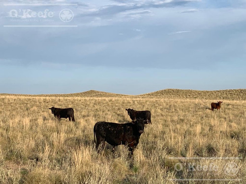 Campo De Cría/recría 74.000 Has. Para 8800 Madres, Armado En Mendoza