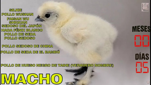Pollos Y Gallo Silkies Sedosas Del Japon Gallina Hada Blanca