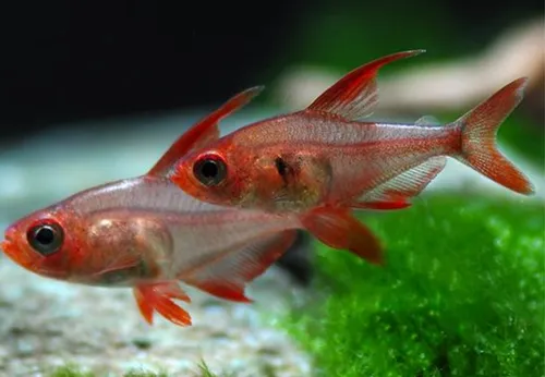 Pez Tetra Fantasma Rojo X 4