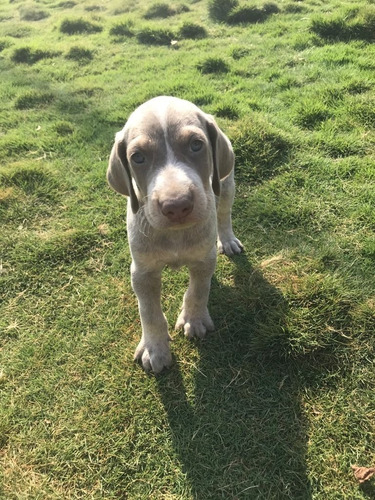 Venta De Cachorros Raza Braco Alemán