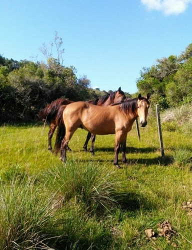 Quinta En Venta En Lavalleja