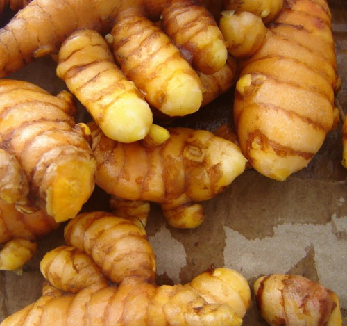Açafrão Cúrcuma In Natura Raiz - 3 Quilos