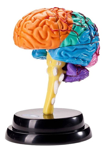 Modelo De Función De Herramienta De Anatomía Cerebral