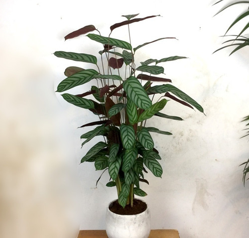 Calathea Compactstar - Planta De Interior