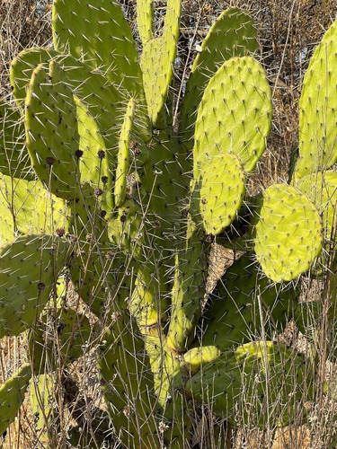 Vendo Terreno De 800 Hectareas En Champantongo, Hidalgo