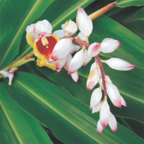 1 Vaso Com 2 Mudas Gêmeas De Alpinia Zerumbet 60cm Branca