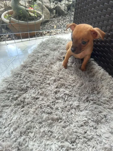 Disponível Pinscher 66 Dias 1a Dose Vacina, Vermifugado