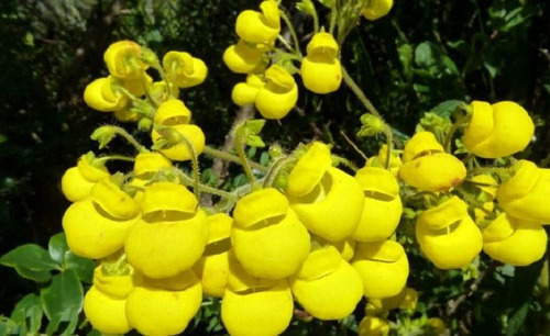 50 Semillas De Flor De Zapatito Amarillo + Instructivo 