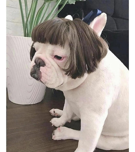 Peluca Para Mascota De Estilo Carré, Flequillo Recto, Marrón