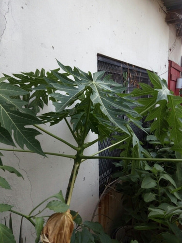 Plantín De Papaya, Cultivado Sin Agroquímicos