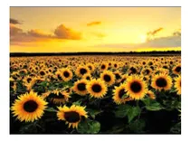 Comprar Kit De Bordar Completo: Tela Talagarça Pintada + Lã +girasol
