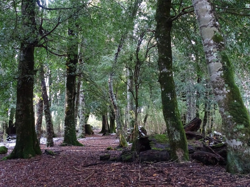 Malalcahuello / Corralco / Bosque Nativo / Rio Cautín