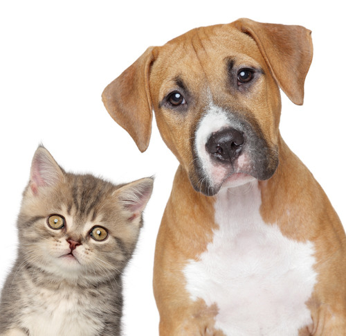 Imagen 9 de 9 de Eutanasia Y Cremación De Todo Tipo De Mascotas. A Convenir