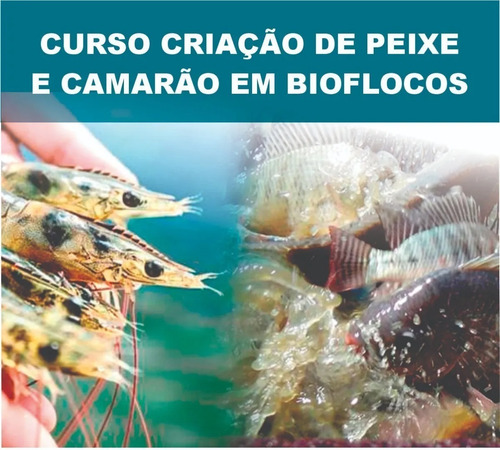Curso Online Criação Camarão Marinho E Tilápias Em Bioflocos