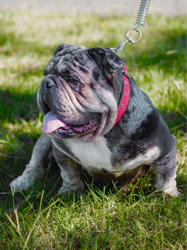 Bulldog Inglés Black Merle Para Monta Servicio De Stud