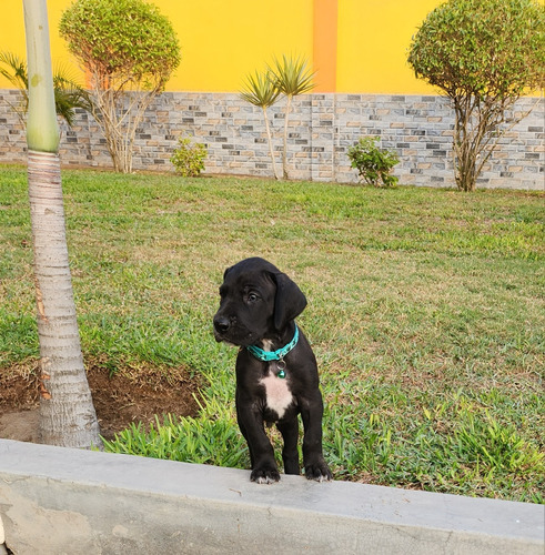 Cachorros Gran Danes