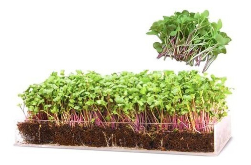 Crecer N Serve Microgreen Kit Atractivo Centro De Mesa Plant