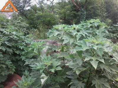 Imagem 1 de 3 de Ref.: 6733 - Area Em Carapicuíba Para Venda - V6733