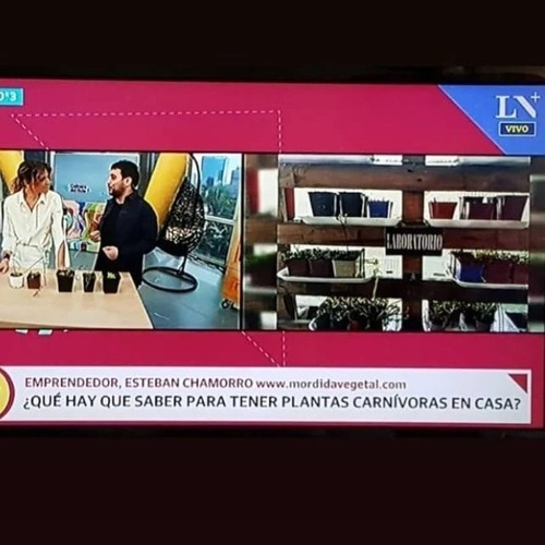 Imagen 5 de 10 de Agua Destilada Desmineralizada Para Plantas Carnívoras (5 L)
