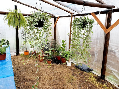 Hiedra Planta Colgante De Interior.