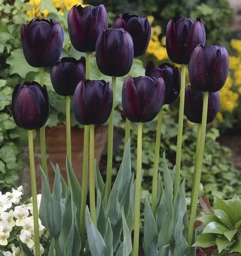 Semente Tulipa Negra | MercadoLivre 📦