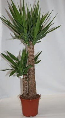 Planta De Palmera Yuca Tropical Deco 10 Lts