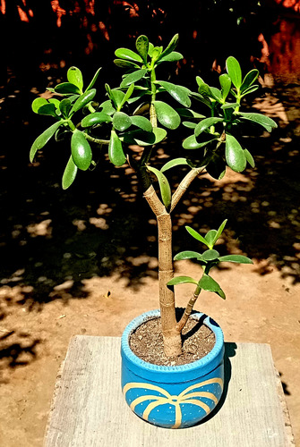 Suculenta Crassula Ovata(jade) Maceta Arcilla