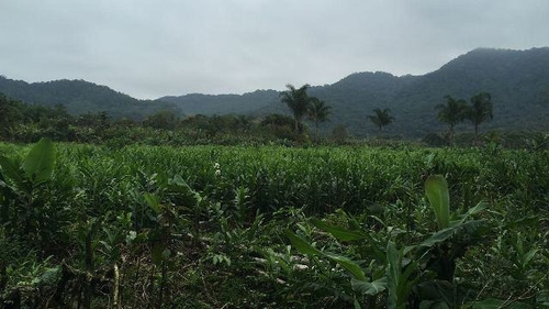 Sítio No Litoral Com 288000 M², Em Itanhaém/sp 4905-pc