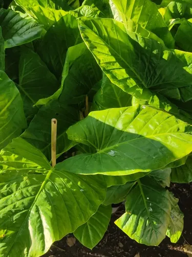Alocasia Oreja De Elefante 3l. Planta Greenonline Vivero Alocasia Oreja De Elefante 3l. Planta Greenonline Vivero