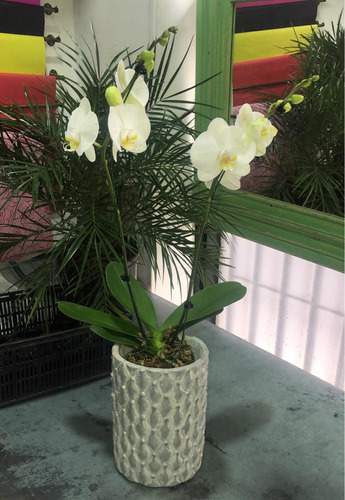 Plantas Orquidea Phaleanopsis Premium