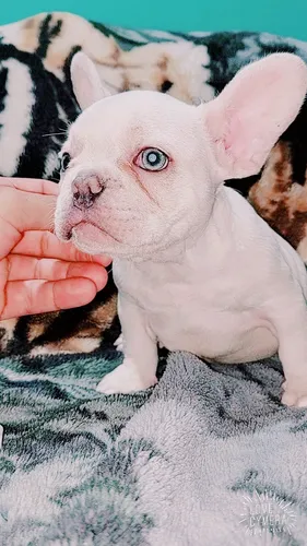 Bulldog Frances Lilac Tan