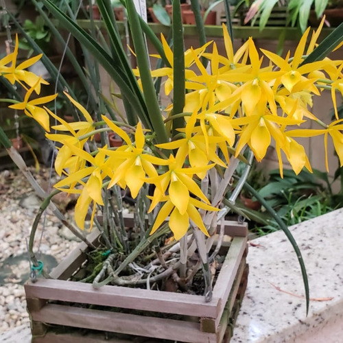 Brassocattleya Sunny Delight Orquídea Amarela Coleção