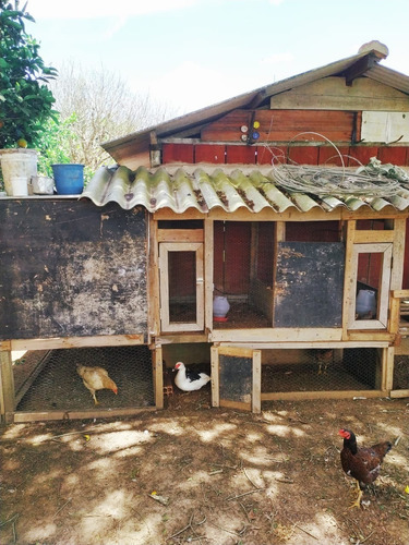Imagem 10 de 30 de Chácara 30.000m2,casa Sede E Caseiro,pomar,chiqueiro,curral,churrasqueira,piscina,salão,tanque Pesca,galinheiro,quarto Ferramentas,cercado,escriturada - Ch00092 - 69588354