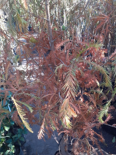Ciprés De Los Pantanos, Taxodium Distichum 10lts