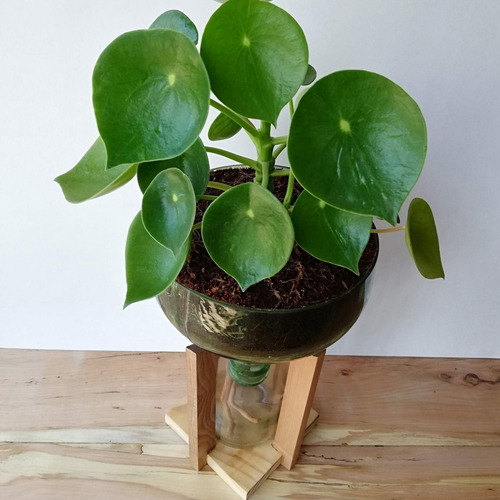Imagen 5 de 6 de Cuchara Little Plant 32 Con Soporte, Maceta Autorregante
