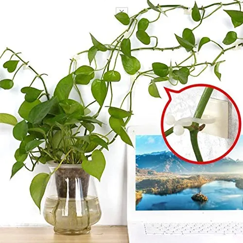 Pinzas Autoadhesivas Para Colocar Plantas Trepadoras En Pare